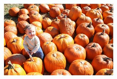 What a lot of pumpkins.  And they all weigh about as much as the baby!