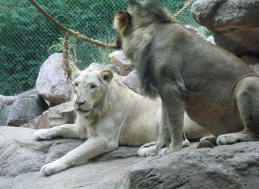 These two lions are brothers, but one is genetically a white lion...  not albino, just white.